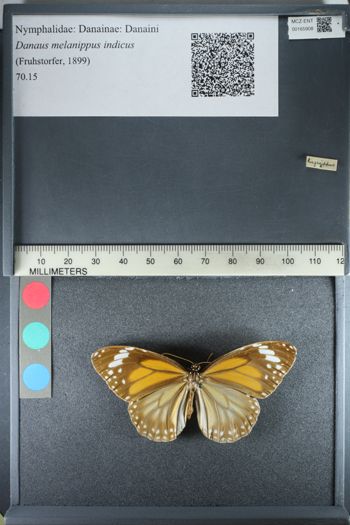 Media type: image;   Entomology 165908